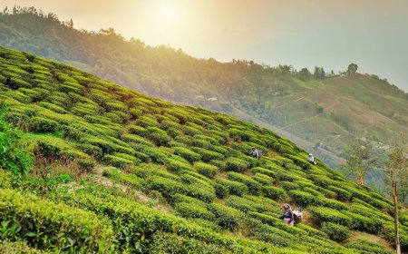 Darjeeling Family Tour Package – Fun in the Himalayas