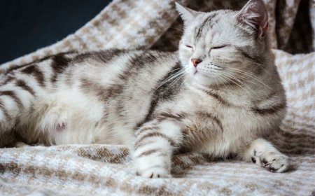 How to Stop a Cat from Scratching: Proven Tips and Tools Every Cat Owner Needs
