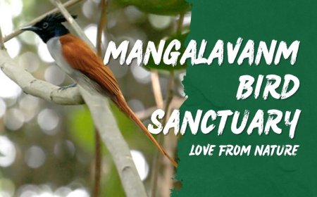 Explore the Natural Beauty of Mangalavanam Bird Sanctuary