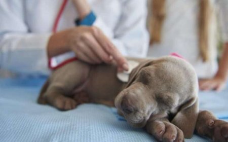 Recognizing and Responding to a Pet Cancer Emergency: What Every Pet Parent Should Know