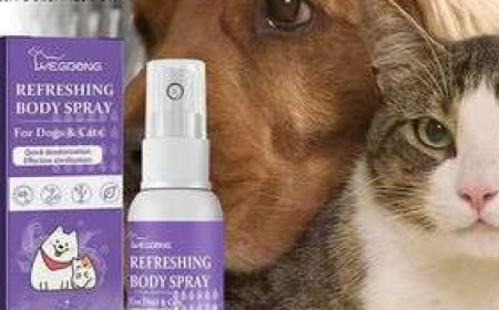 How to Keep Your Home Clean and Safe for Your Pets with Eco-Friendly Products