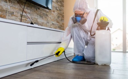 Best Pest Control in Washington | Affordable Herbal & Ayurvedic Solutions | Pest Control Xpertz