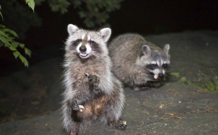 How to Raccoon‑Proof Your Deck or Porch