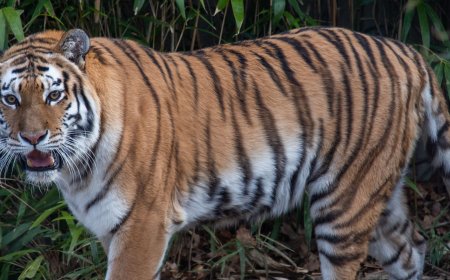 Tadoba Tiger Reserve – A Wild Encounter with Nature’s Majesty