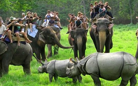 Best Assam Holiday Packages and Itineraries for 2025