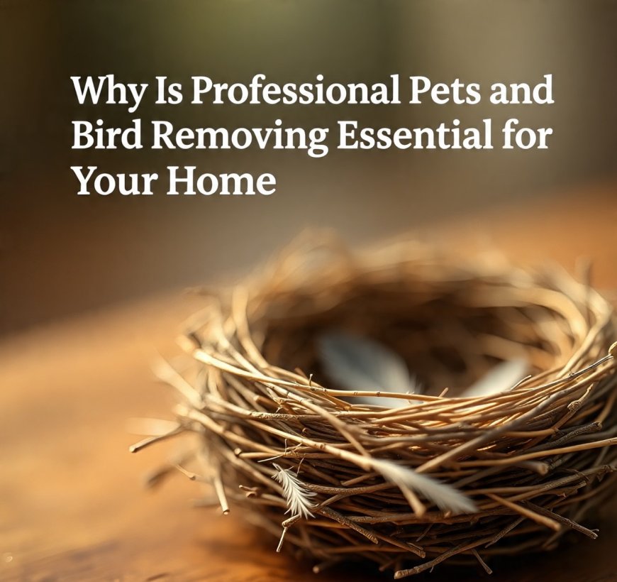 Why Is Professional Pets and Bird Removing Essential for Your Home